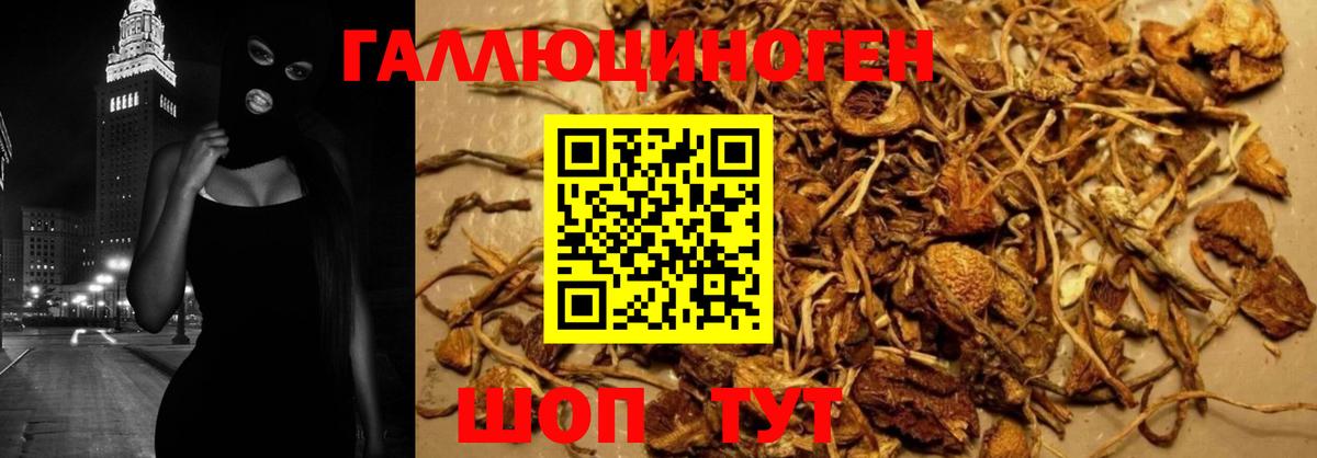 Губкин  Псилоцибиновые грибы Psilocybe  Вход с VPN 